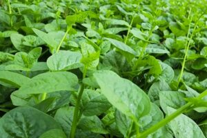 Leafy Vegetable : पोई की खेती : पत्तेदार पौष्टिक सब्जी