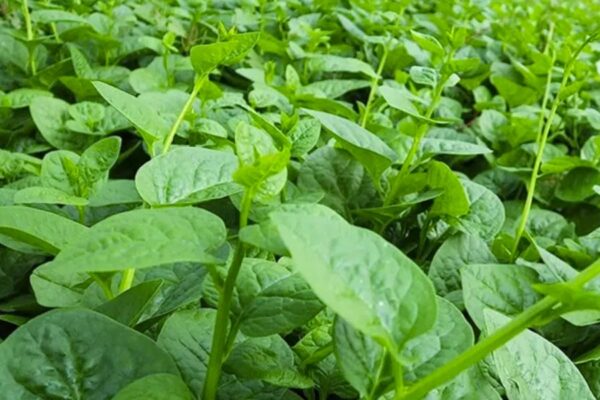 Leafy Vegetable : पोई की खेती : पत्तेदार पौष्टिक सब्जी