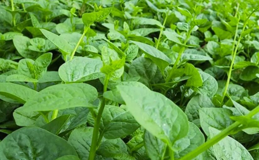 Leafy Vegetable : पोई की खेती : पत्तेदार पौष्टिक सब्जी