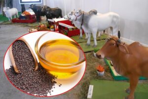 Animal Health : सरसों के तेल से बढ़ेगा पशुओं में दूध उत्पादन