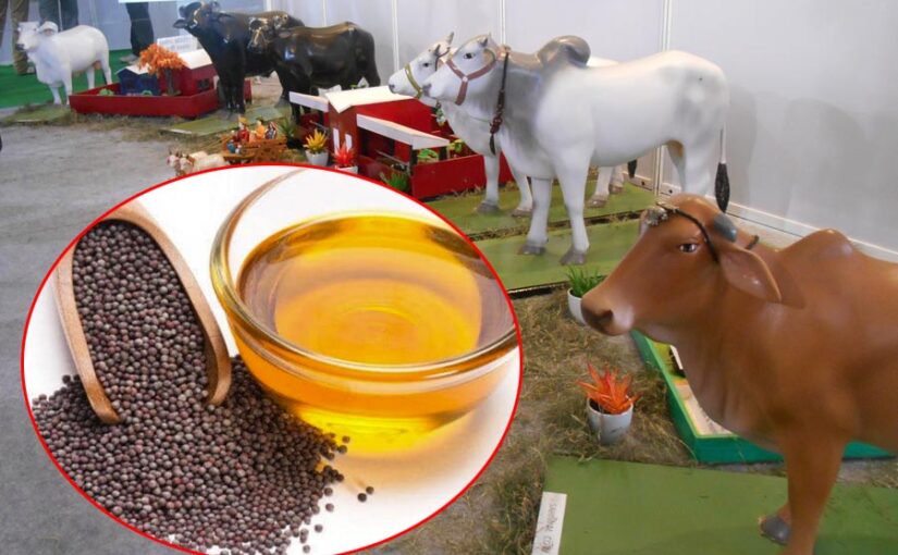 Animal Health : सरसों के तेल से बढ़ेगा पशुओं में दूध उत्पादन