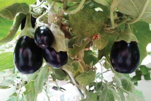 Brinjal : बैगन – पूरे साल फसल और मुनाफा