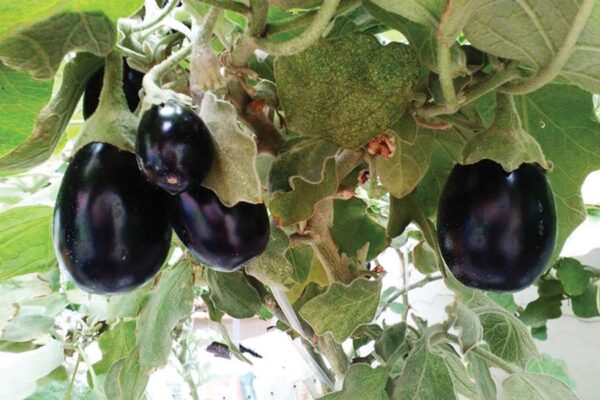 Brinjal : बैगन – पूरे साल फसल और मुनाफा