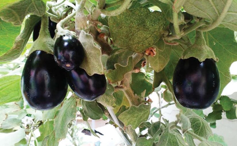 Brinjal : बैगन – पूरे साल फसल और मुनाफा