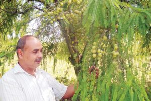 Medicinal Plants : किसान औषधीय पौधे लगा कर ज्यादा कमाएं