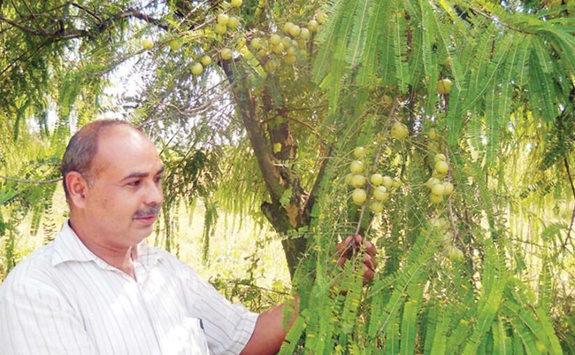 Medicinal Plants : किसान औषधीय पौधे लगा कर ज्यादा कमाएं