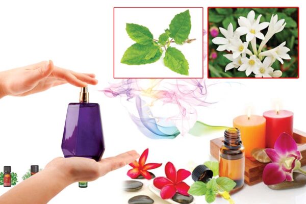 Aromatic Oil