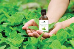 Aromatic Oil : किसान खुशबूदार तेल बना कर ज्यादा कमाई करें