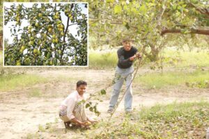 Plum Trees : बेर के पेड़ों की काटछांट और हिफाजत