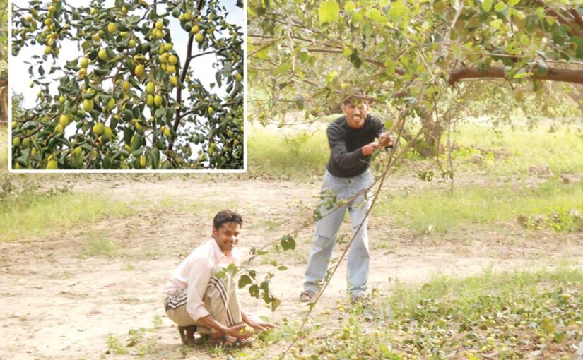 Plum Trees : बेर के पेड़ों की काटछांट और हिफाजत