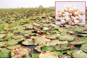 Fox Nut : मखाना मिथिलांचल की पहचान