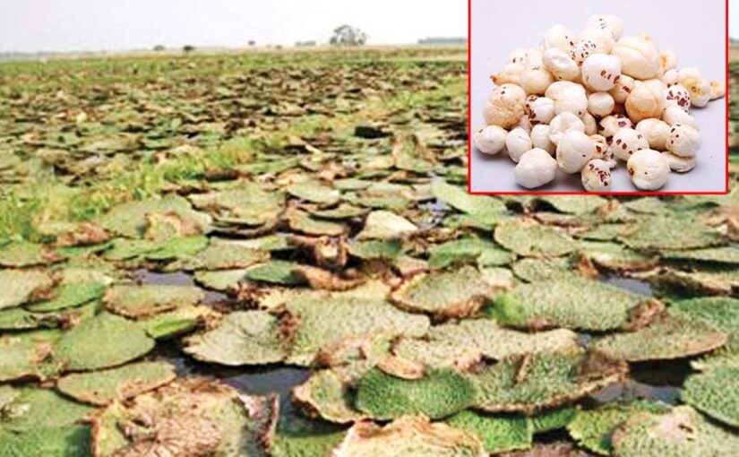 Fox Nut : मखाना मिथिलांचल की पहचान