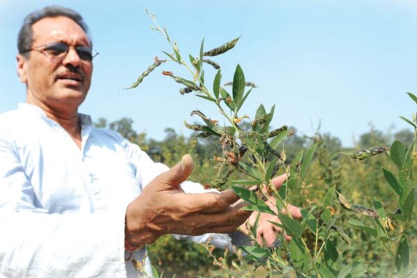 Arhar : अरहर की खेती में होगी कमाई