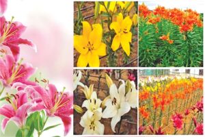 Lilium : लिलियम की व्यावसायिक खेती