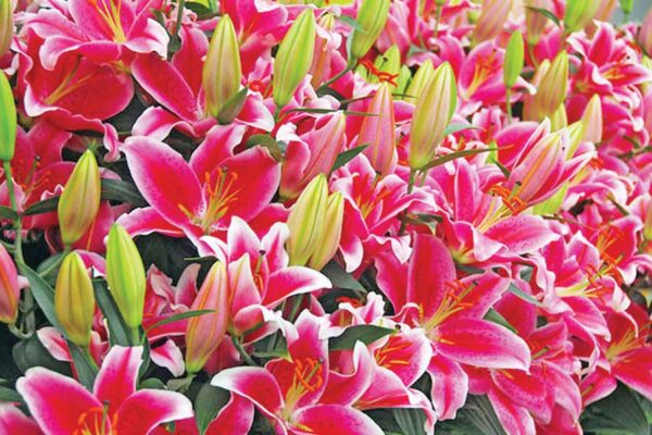 Lilium