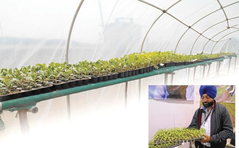 बिना मिट्टी के कैसे करें सब्जियों की पौध तैयार