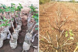 Fruit Trees : फलों के पेड़ों के प्रवर्धन की उन्नत विधियां