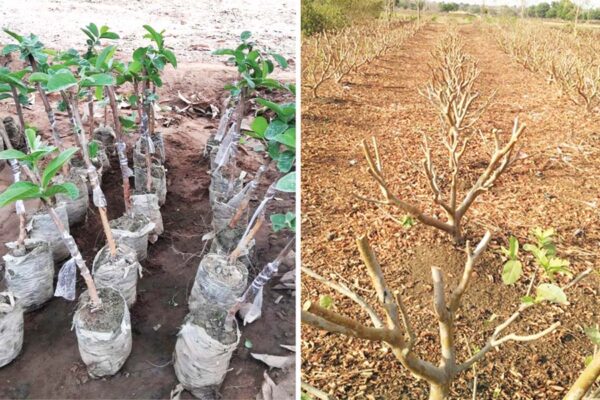 Fruit Trees : फलों के पेड़ों के प्रवर्धन की उन्नत विधियां
