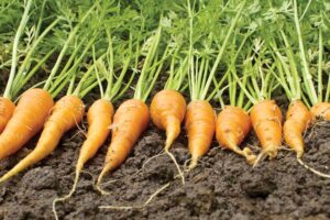 Carrot Cultivation : गाजर की खेती और मशीनों का इस्तेमाल