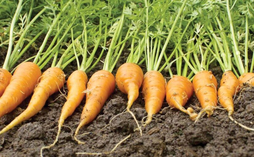 Carrot Cultivation : गाजर की खेती और मशीनों का इस्तेमाल