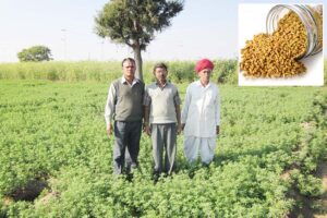 Fenugreek : मसाला व औषधीय फसल मेथी