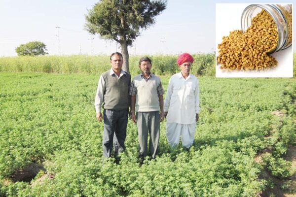 Fenugreek : मसाला व औषधीय फसल मेथी