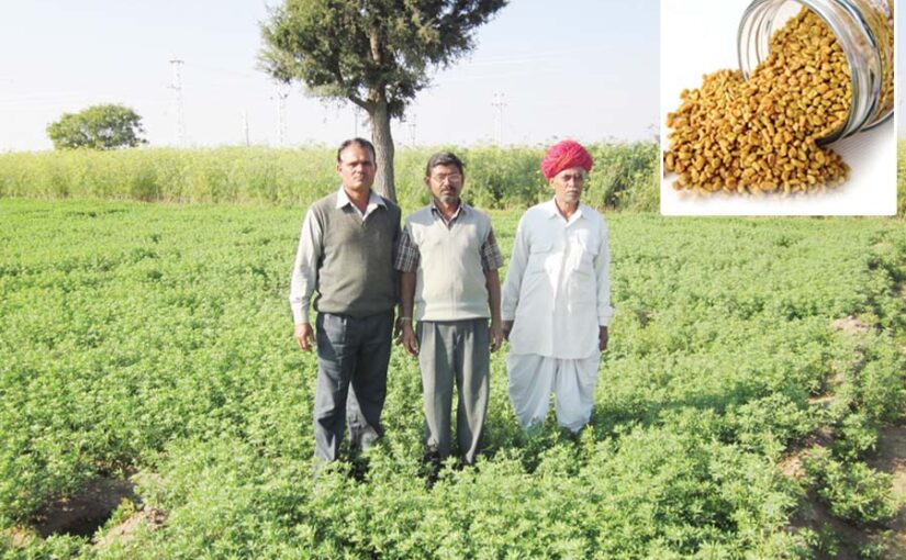 Fenugreek : मसाला व औषधीय फसल मेथी