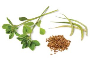Fenugreek