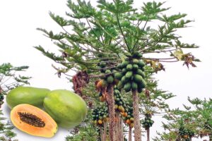 Papaya : पपीते के कीड़ों व रोगों की रोकथाम