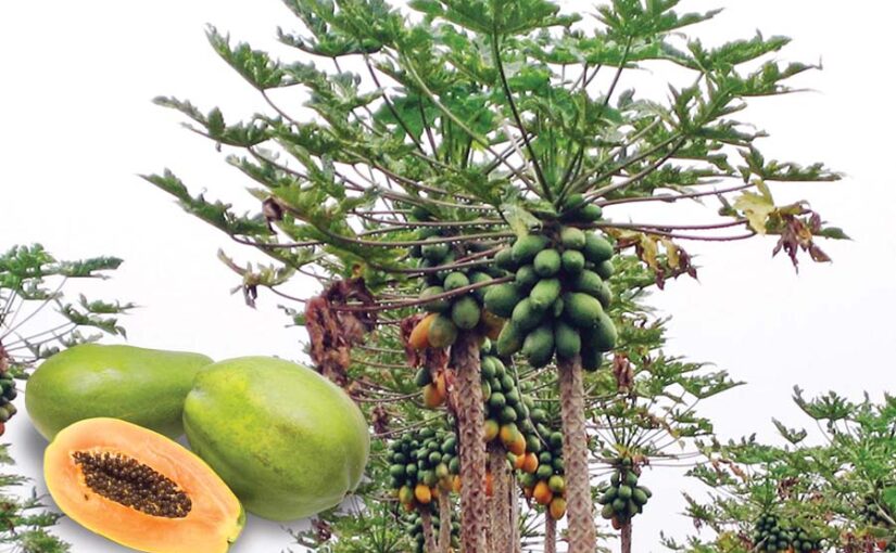 Papaya : पपीते के कीड़ों व रोगों की रोकथाम
