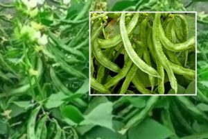 Beans : सेम की उन्नत खेती