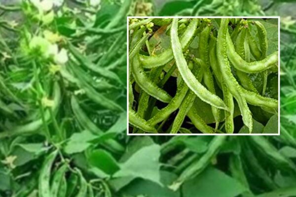Beans : सेम की उन्नत खेती