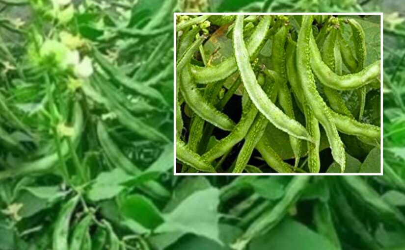Beans : सेम की उन्नत खेती