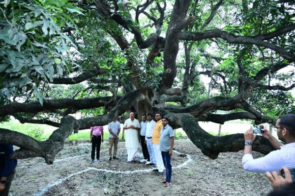 Mango Tree