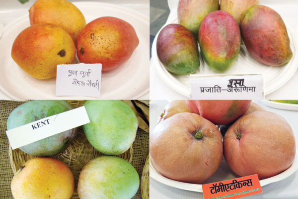 Colorful Mango Varieties