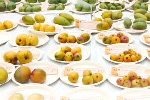 Colorful Mango Varieties : बागबानों के लिए खास आम की रंगीन किस्में