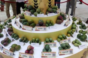 Mango Festival : पटना में आम महोत्सव : खुशबू और मिठास की बहार
