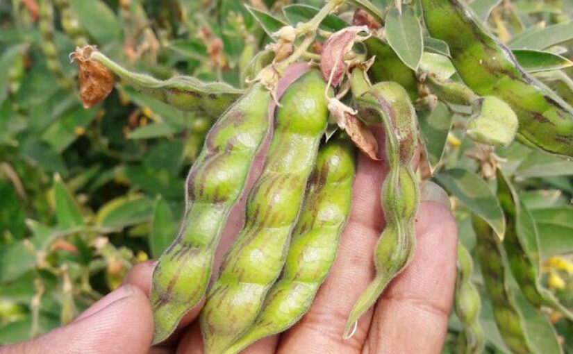 Arhar : अरहर की पूसा-16 किस्म को बढ़ावा