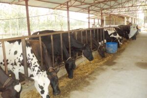 दुग्ध संग्रहण और मत्स्य उत्पादन दो गुना करें