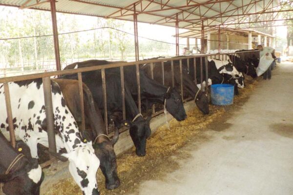 दुग्ध संग्रहण और मत्स्य उत्पादन दो गुना करें