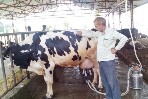 मध्य प्रदेश के 50 फीसदी गांवों को दुग्ध नेटवर्क से जोड़ने की तैयारी