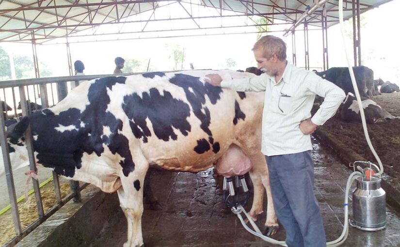 मध्य प्रदेश के 50 फीसदी गांवों को दुग्ध नेटवर्क से जोड़ने की तैयारी