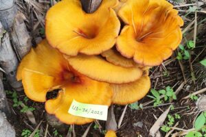Golden Mushroom : राजस्थान में मिली गोल्डन ओएस्टर मशरूम 