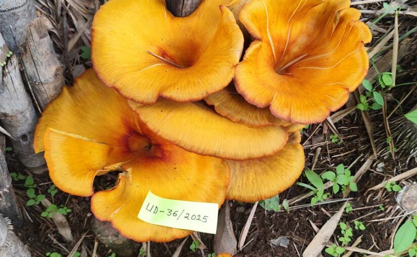 Golden Mushroom : राजस्थान में मिली गोल्डन ओएस्टर मशरूम 