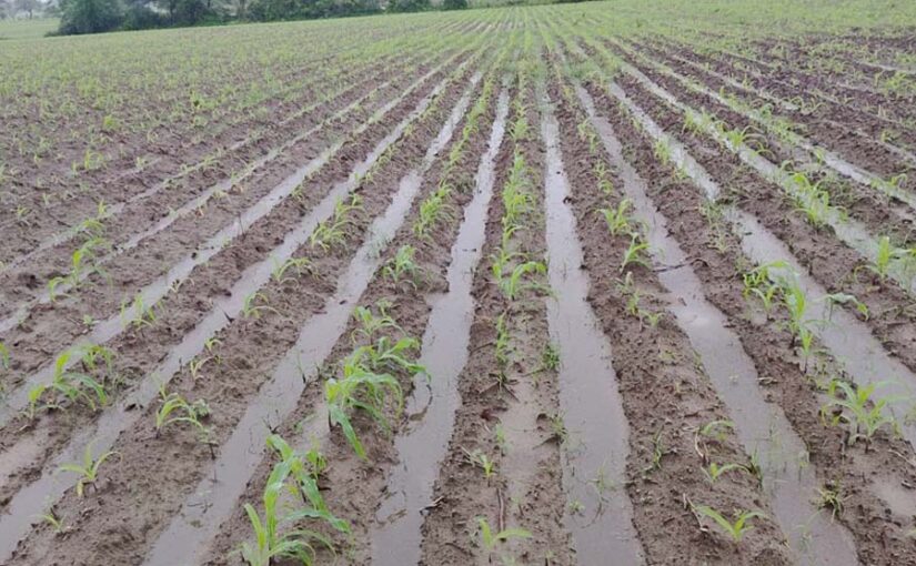 Raised Bed Planter :उन्नत तकनीक से मक्के की बोवनी