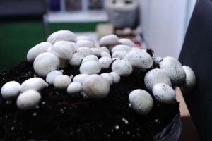 Mushrooms : मशरुम की सिर्फ कुछ प्रजाति ही हैं खाने लायक