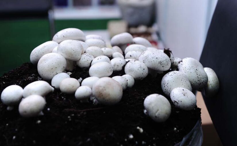 Mushrooms : मशरुम की सिर्फ कुछ प्रजाति ही हैं खाने लायक