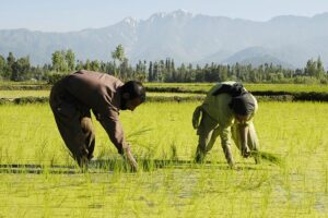 Blue-green Algae : नीलहरित शैवाल से धान की होगी बंपर पैदावार