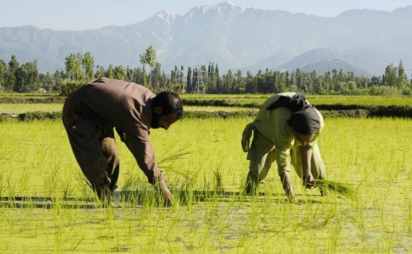 Blue-green Algae : नीलहरित शैवाल से धान की होगी बंपर पैदावार