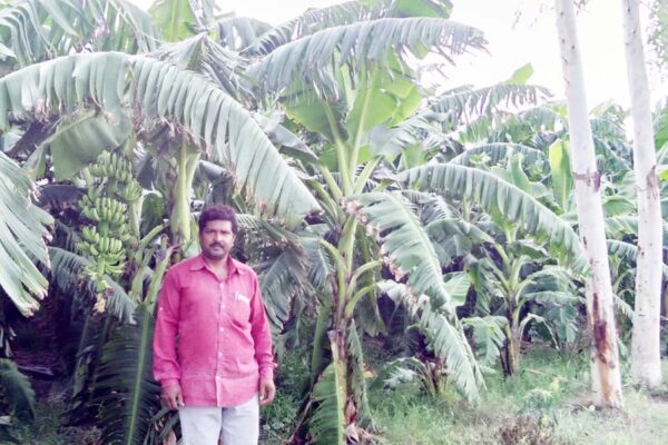 अधिक आय वाली फसलें उगाएं और डेयरी व मत्स्य को बनाए कमाई का जरीया